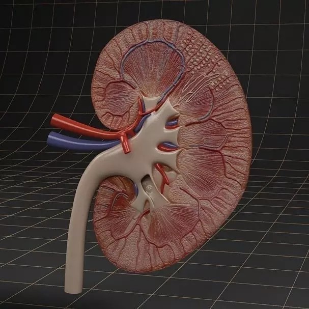 Kidney 3D Model – Anatomical Cross Section & Complete Organ, FBX - View 2