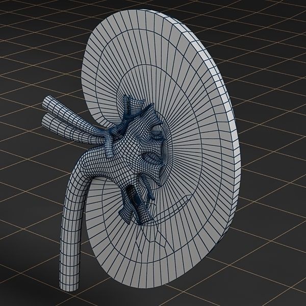Kidney 3D Model – Anatomical Cross Section & Complete Organ, FBX - View 4
