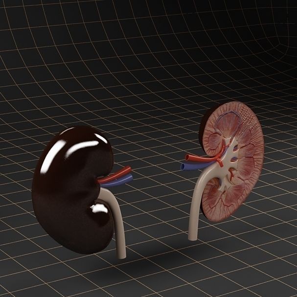 Kidney 3D Model – Anatomical Cross Section & Complete Organ, FBX - View 6