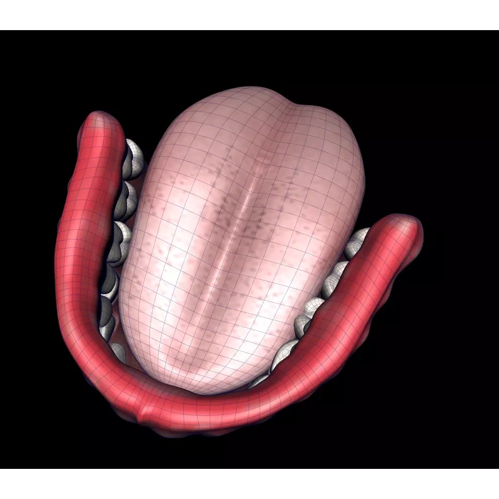 Mouth Cavity - Low-Poly Game-Ready 3D Model - View 5