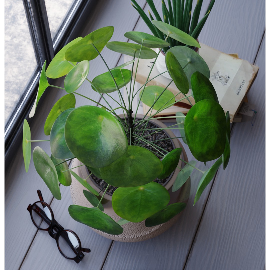 Indoor Plants 3D Model – Realistic Small Plant Scenes, C4D - View 13