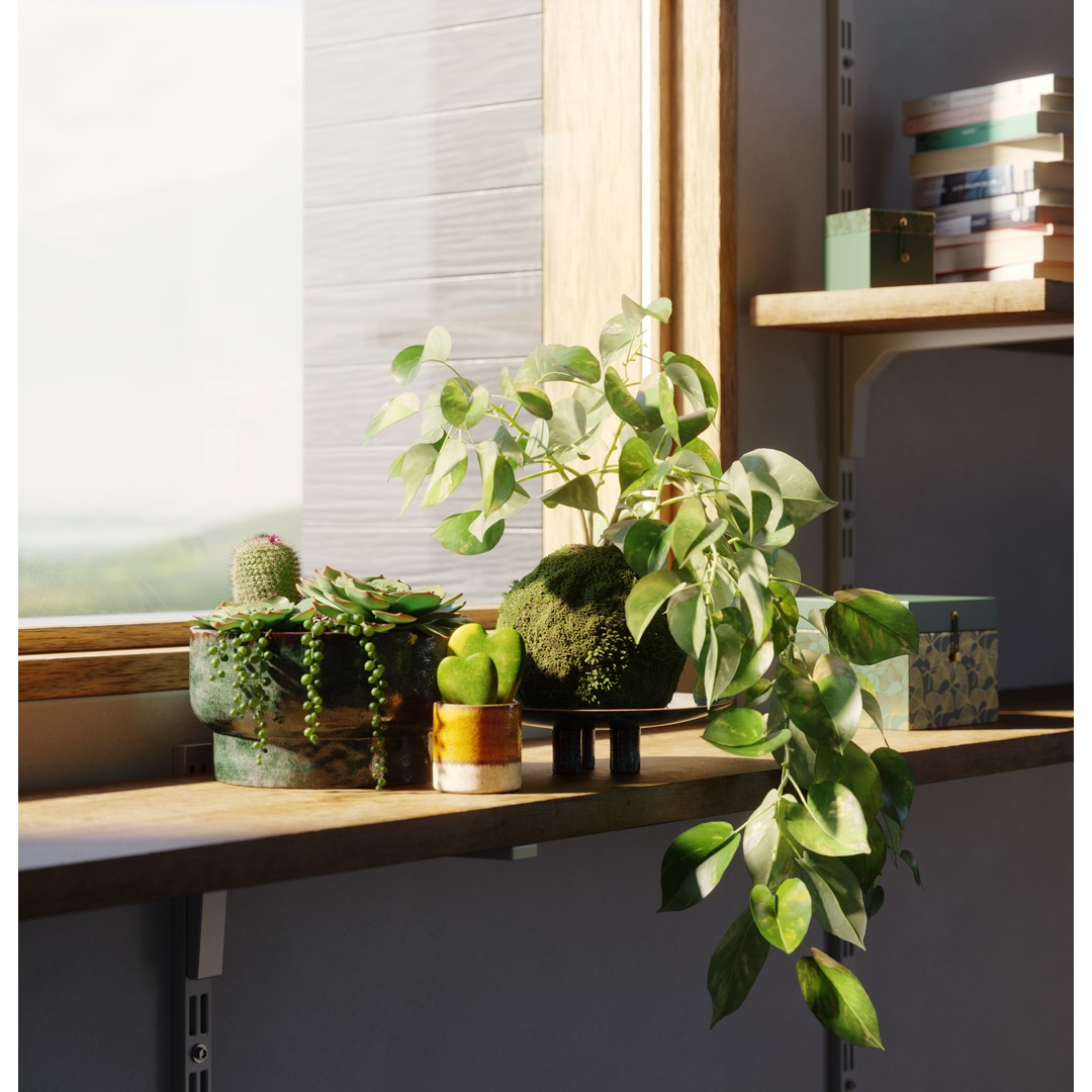 Indoor Plants 3D Model – Realistic Small Plant Scenes, C4D - View 4