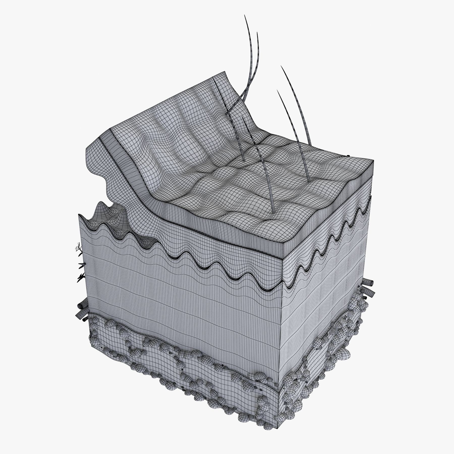 Skin Anatomy - High-Quality 3D Model