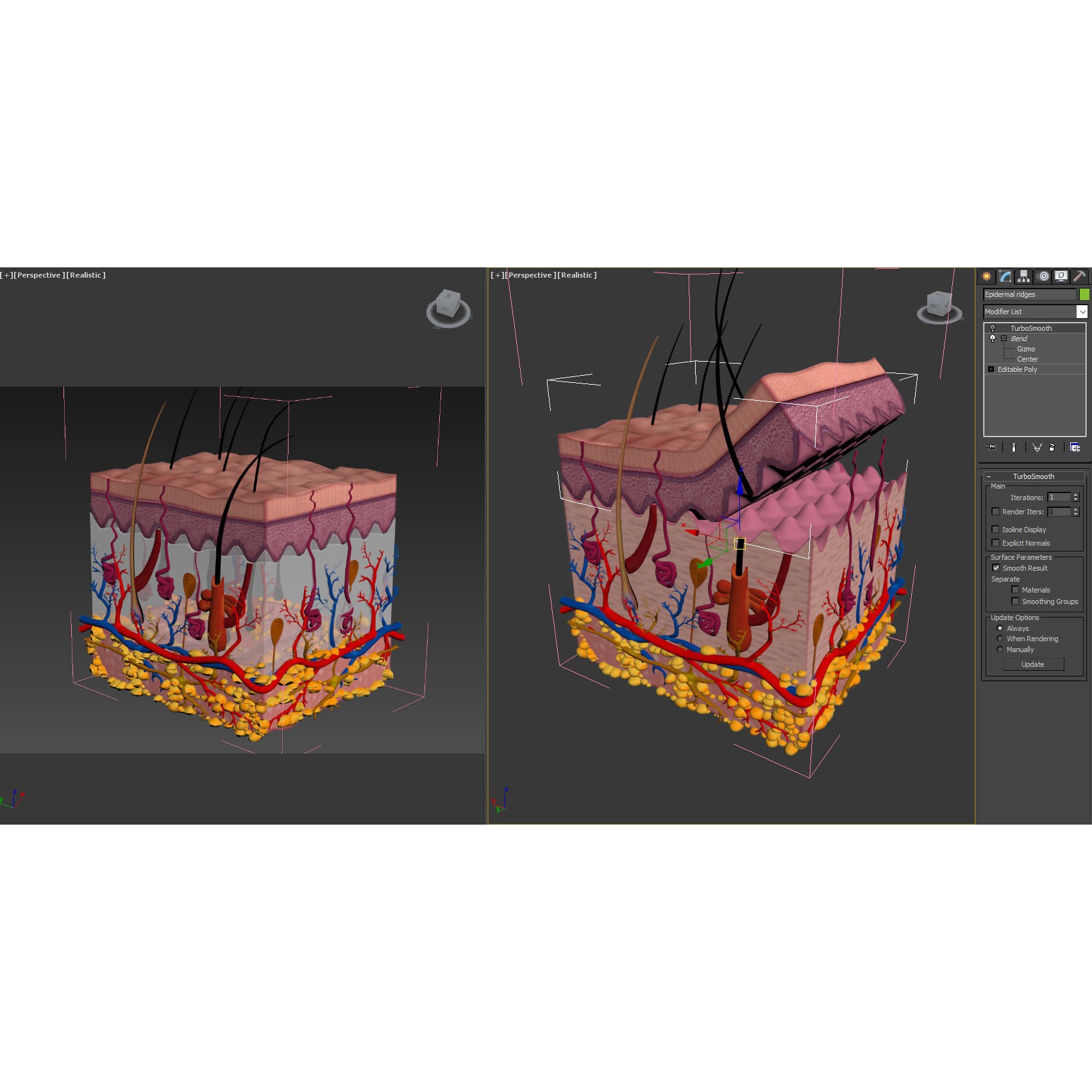 Skin Anatomy - High-Quality 3D Model - View 12