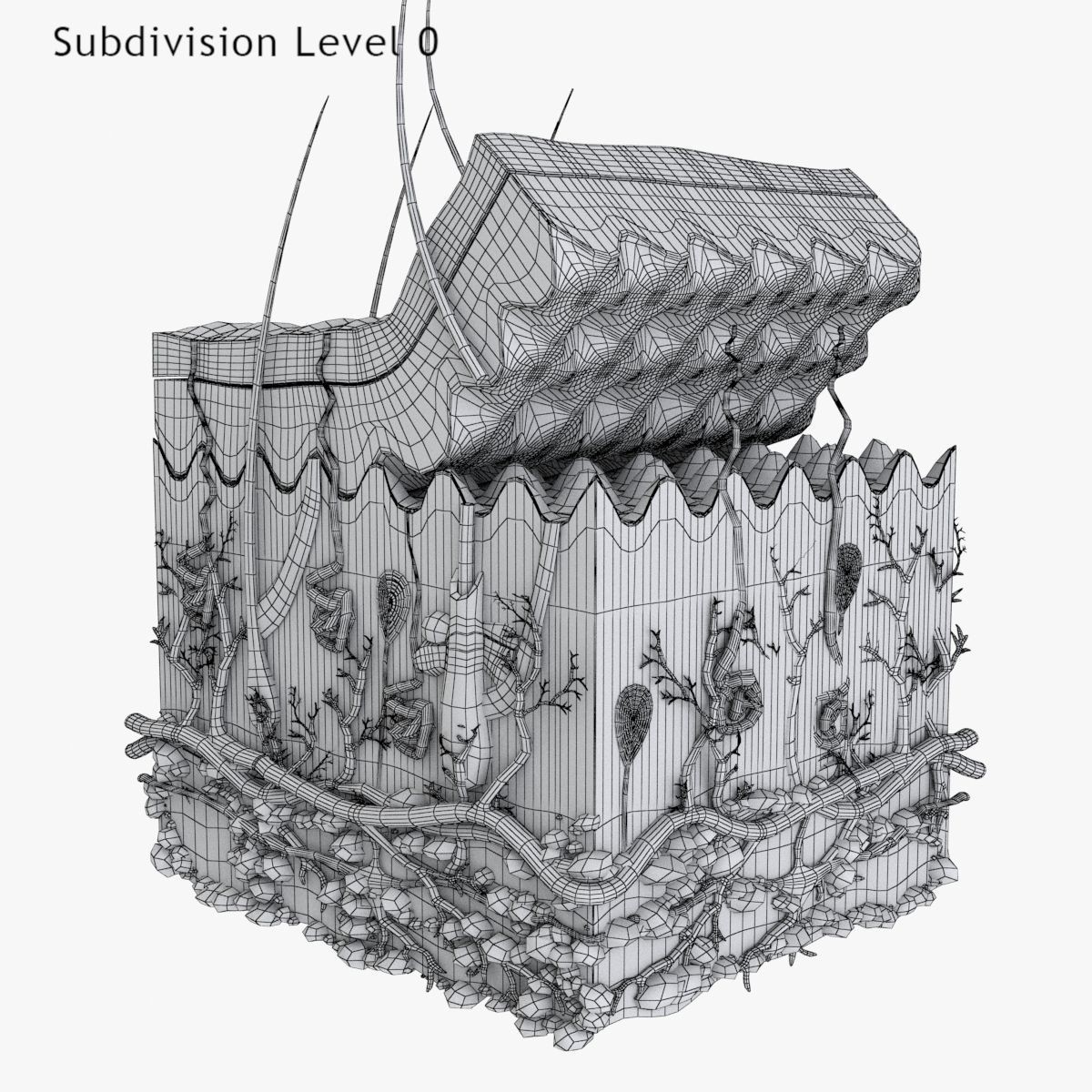 Skin Anatomy - High-Quality 3D Model - View 13