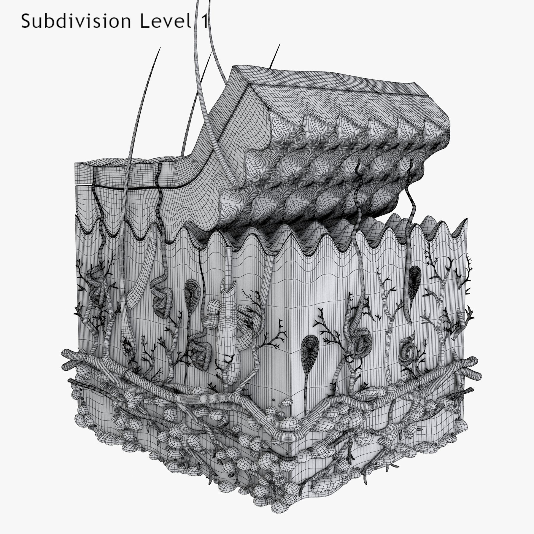 Skin Anatomy - High-Quality 3D Model - View 14