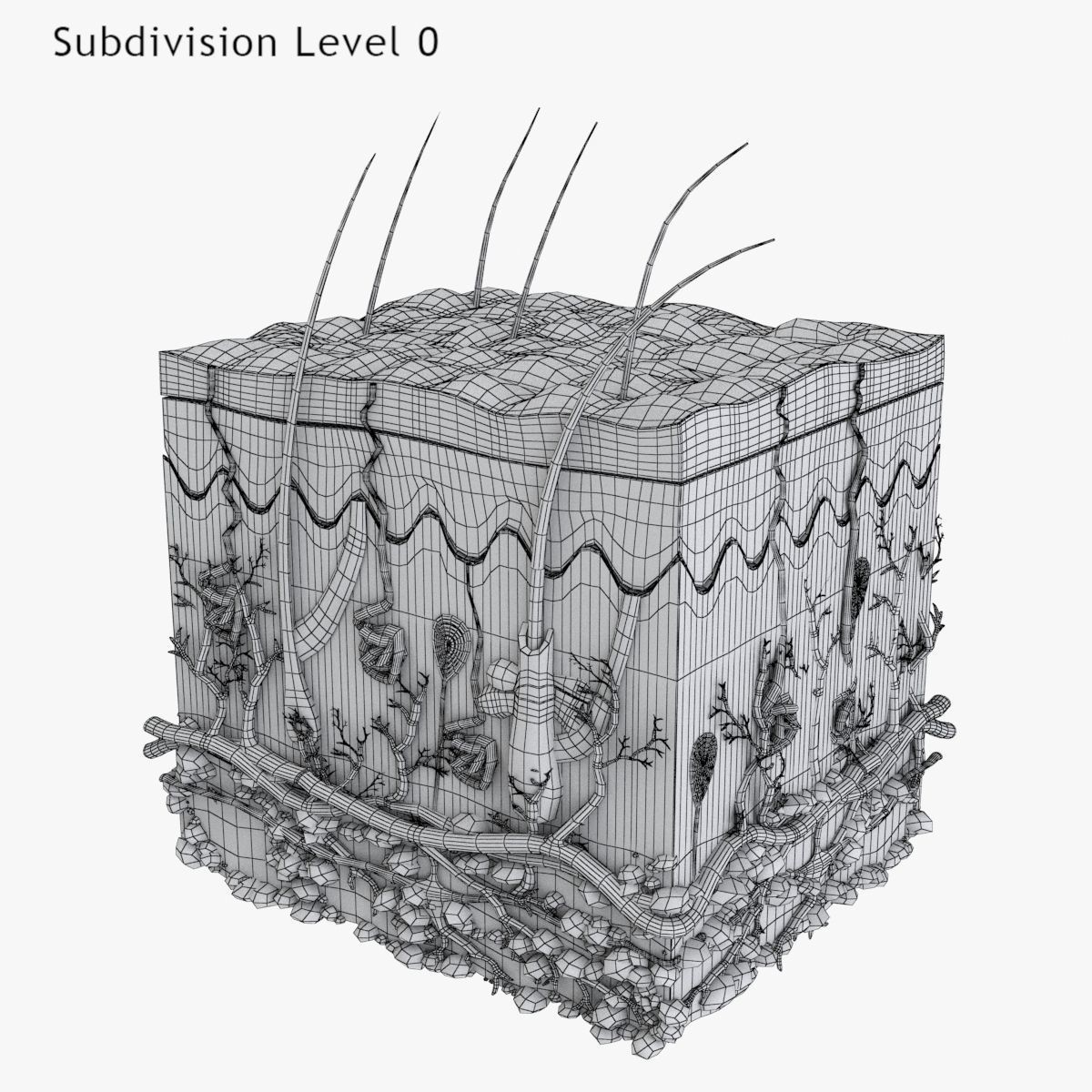 Skin Anatomy - High-Quality 3D Model - View 15