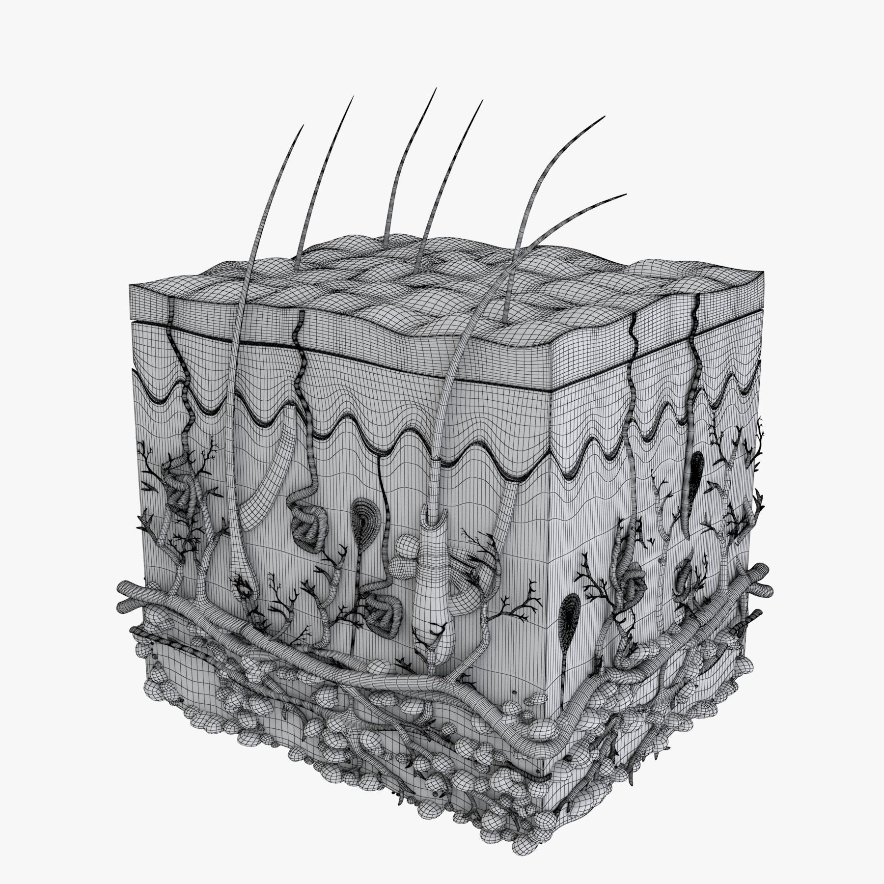 Skin Anatomy - High-Quality 3D Model - View 16