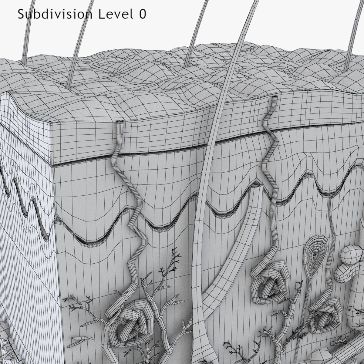 Skin Anatomy - High-Quality 3D Model - View 17