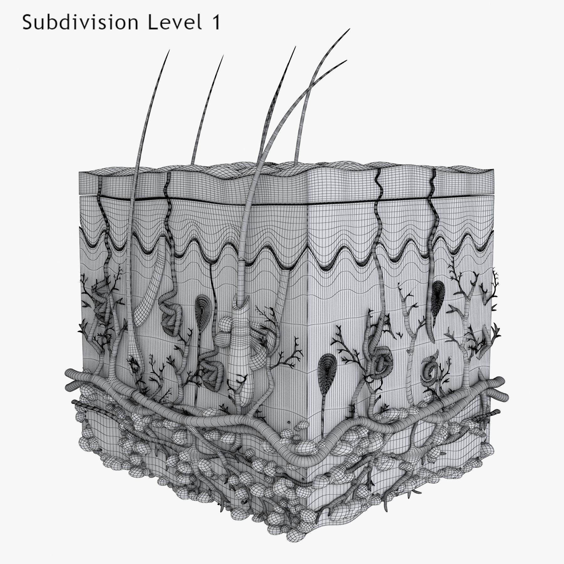 Skin Anatomy - High-Quality 3D Model - View 19