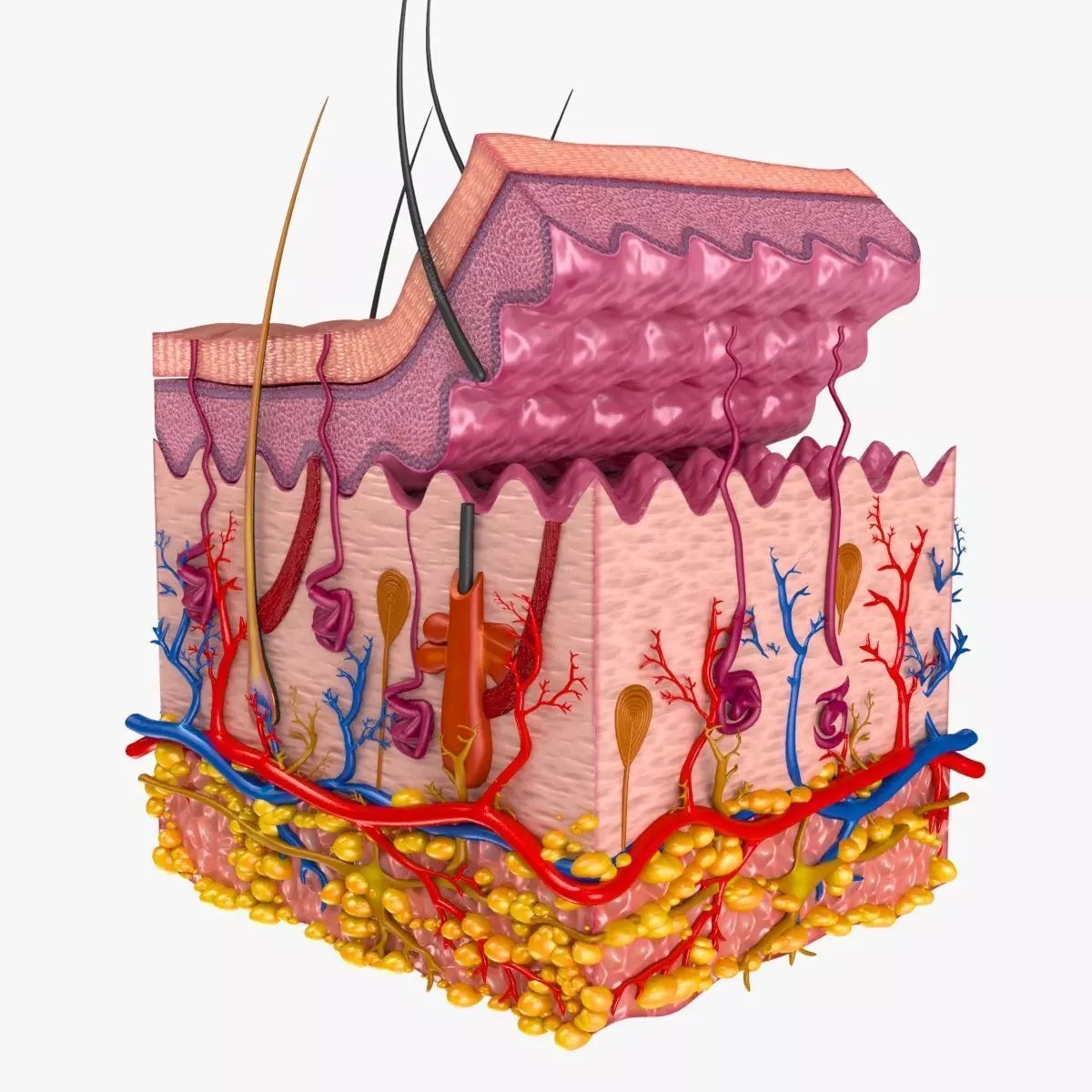 Skin Anatomy - High-Quality 3D Model - View 2