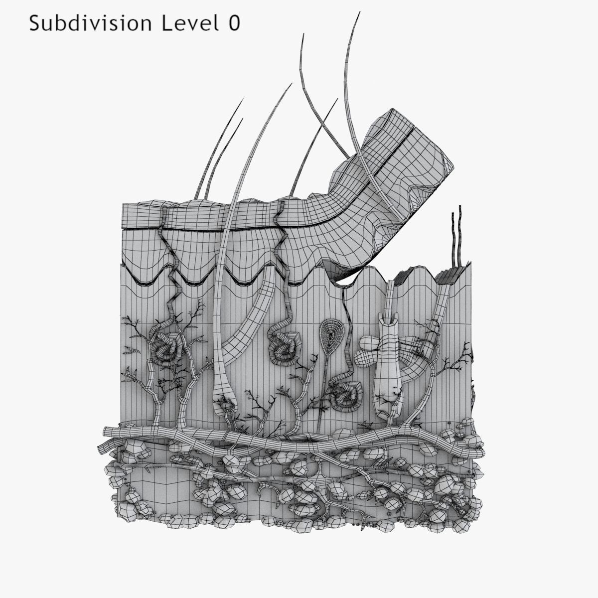 Skin Anatomy - High-Quality 3D Model - View 20