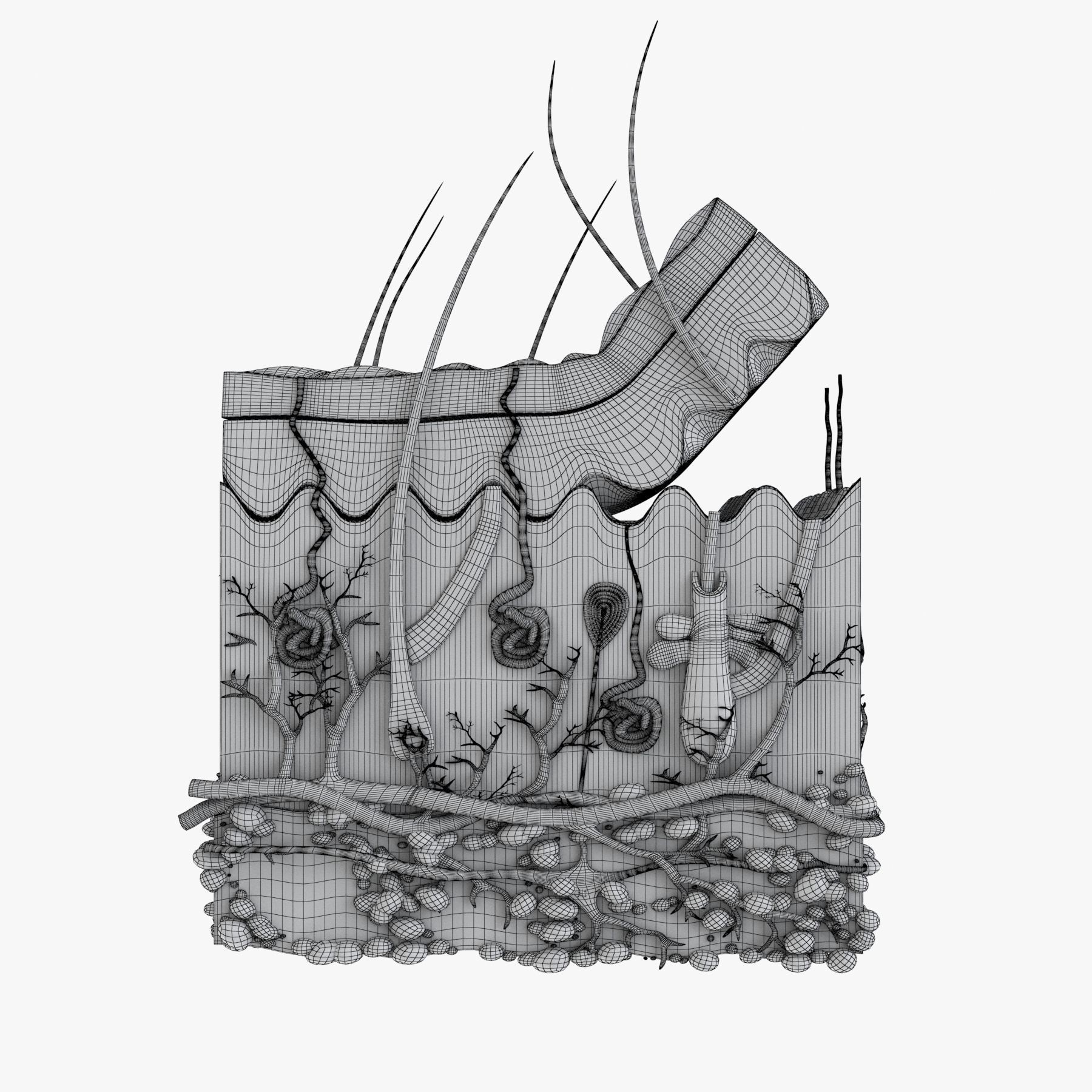 Skin Anatomy - High-Quality 3D Model - View 21