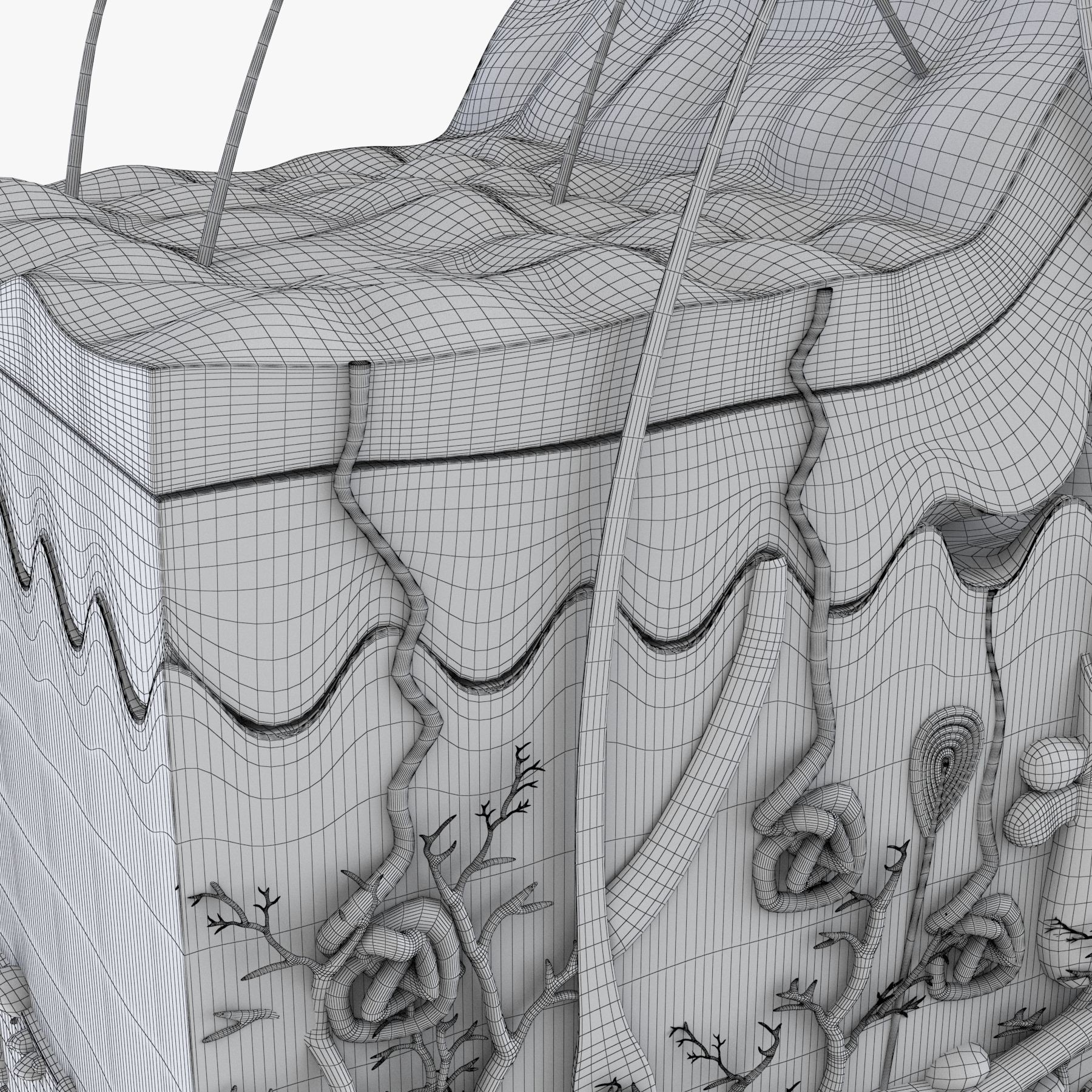 Skin Anatomy - High-Quality 3D Model - View 22