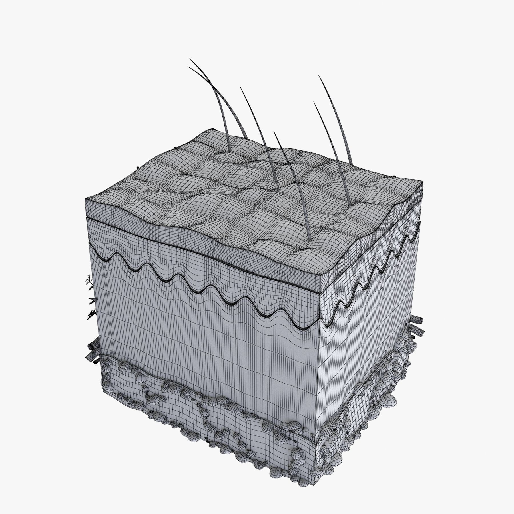 Skin Anatomy - High-Quality 3D Model - View 23