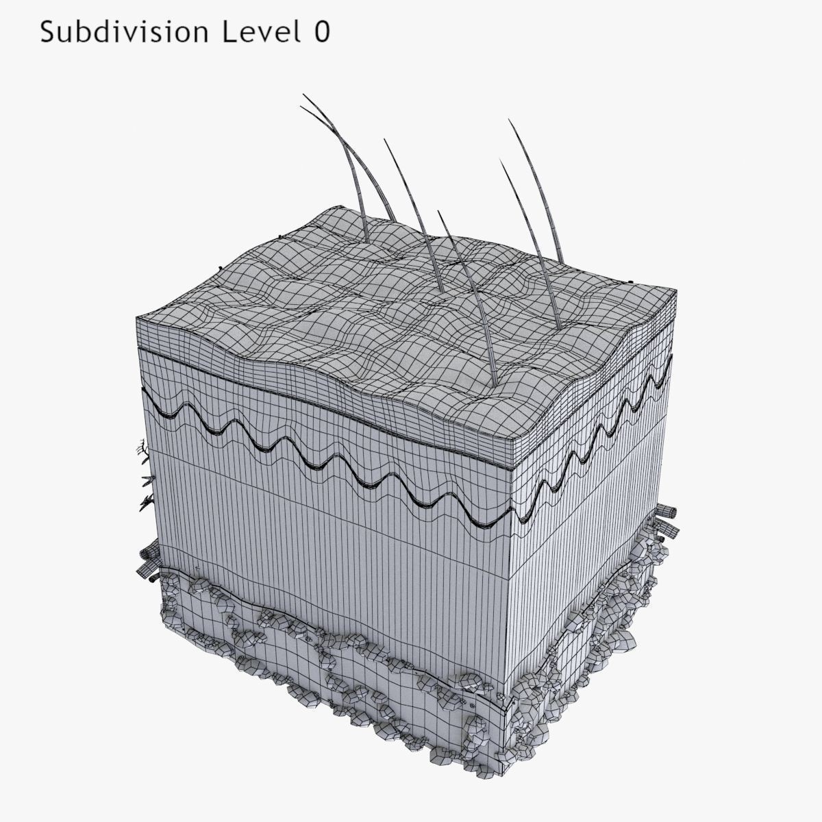 Skin Anatomy - High-Quality 3D Model - View 24