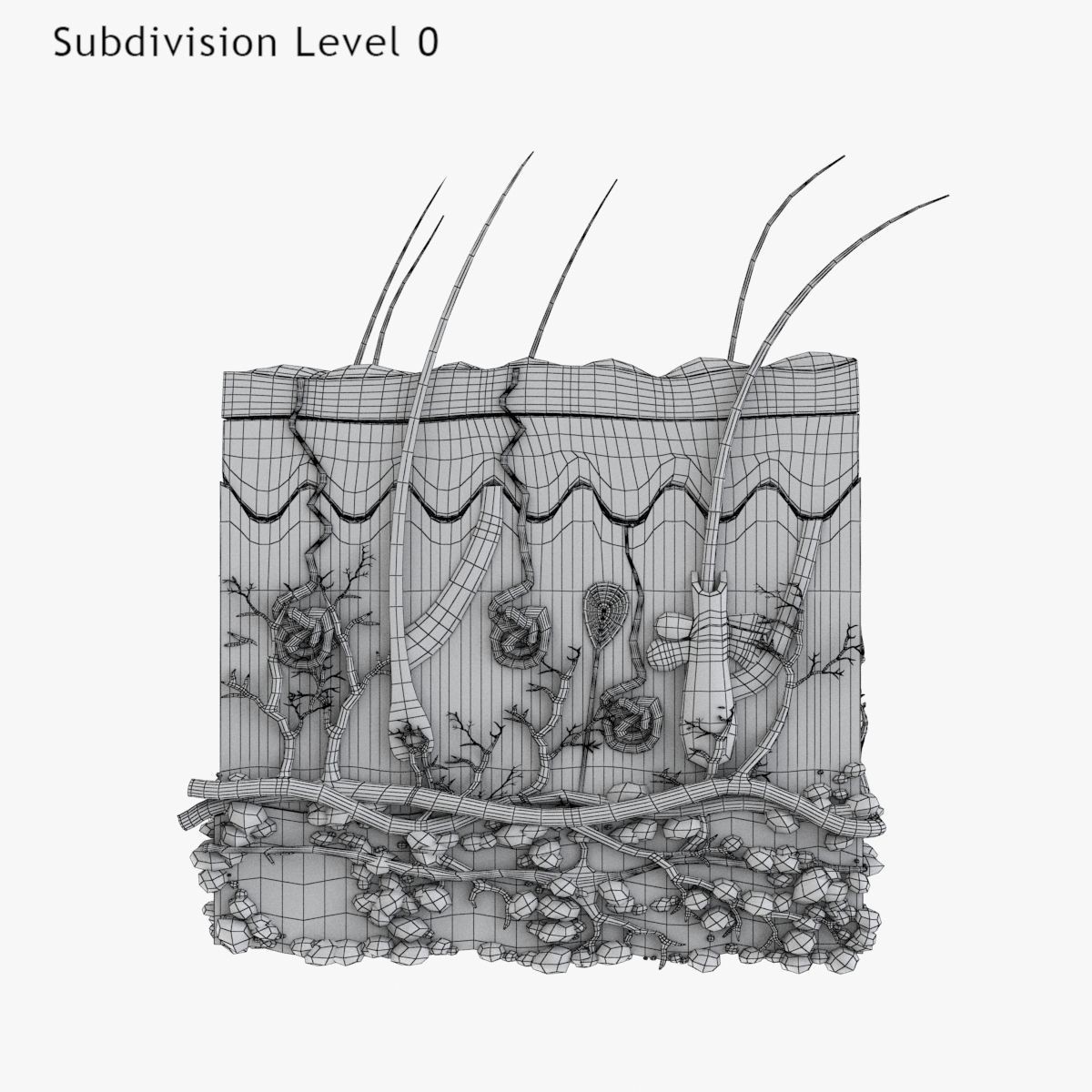 Skin Anatomy - High-Quality 3D Model - View 25