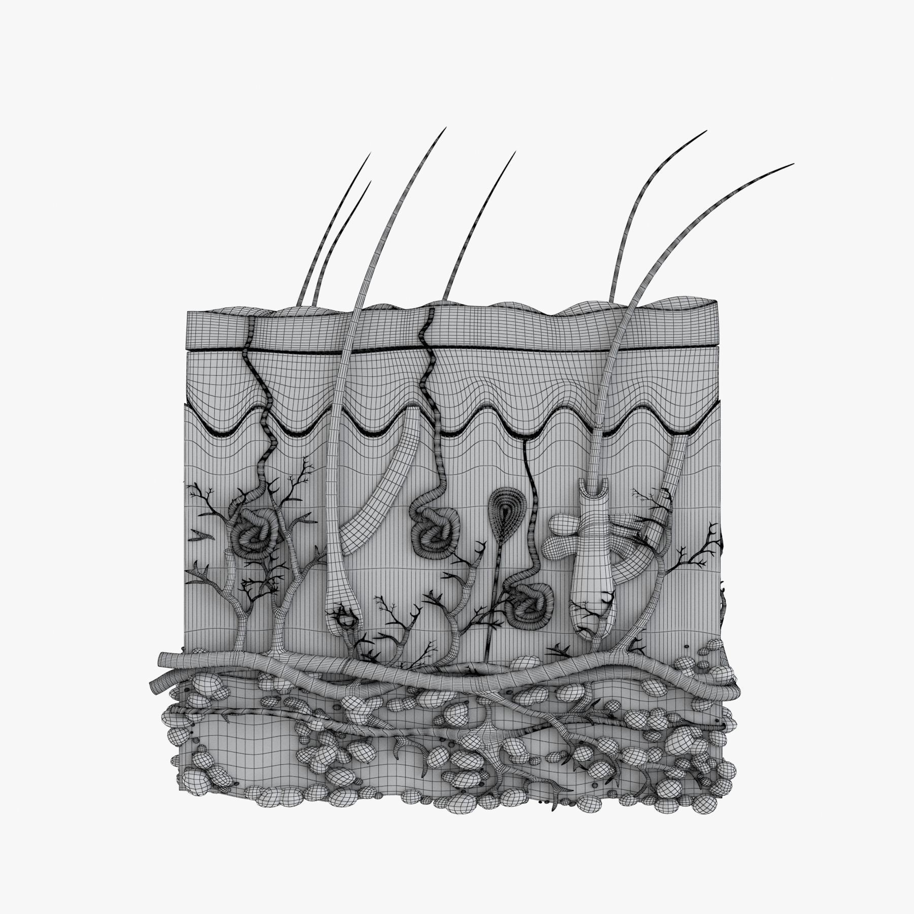 Skin Anatomy - High-Quality 3D Model - View 26