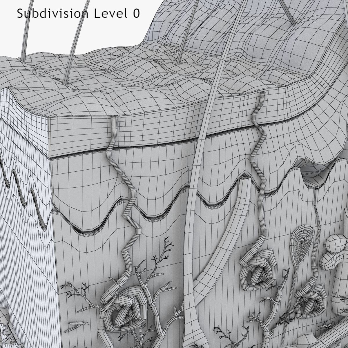 Skin Anatomy - High-Quality 3D Model - View 27