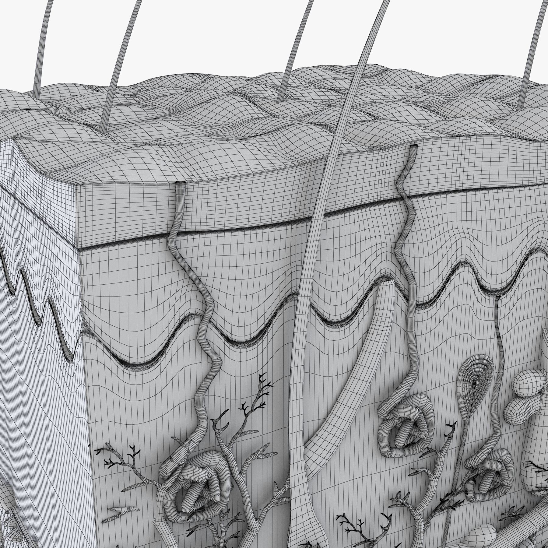 Skin Anatomy - High-Quality 3D Model - View 28