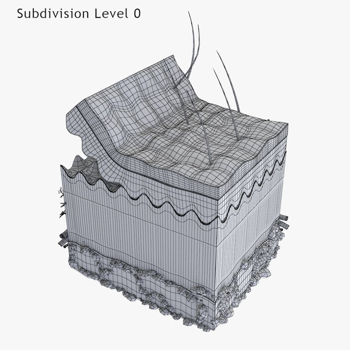 Skin Anatomy - High-Quality 3D Model - View 29