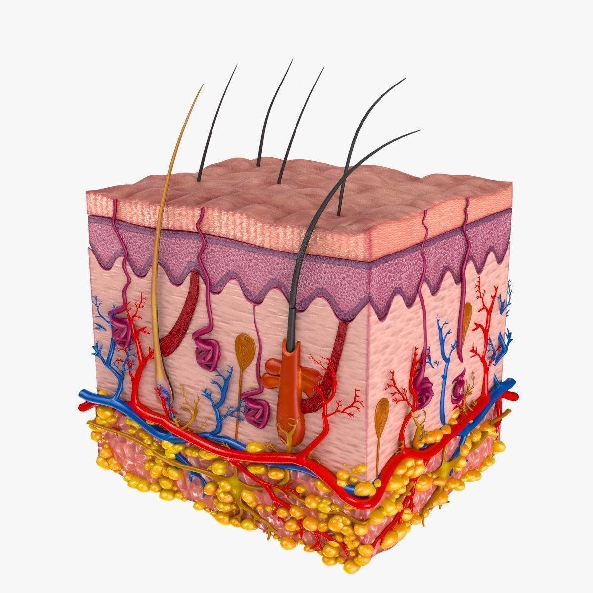 Skin Anatomy - High-Quality 3D Model - View 3