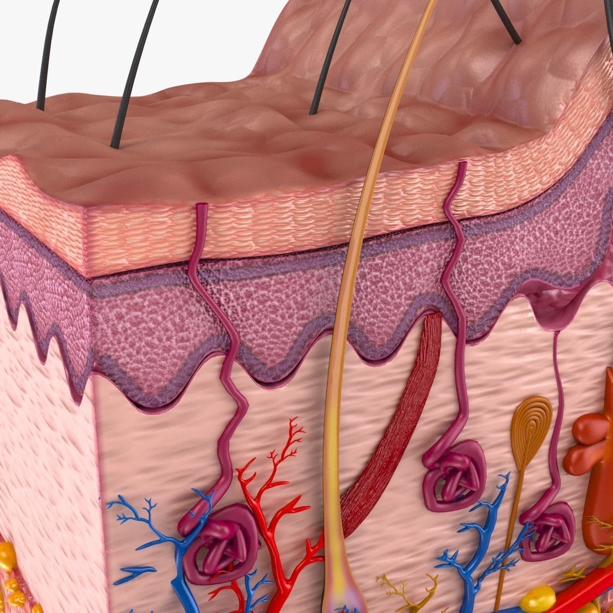 Skin Anatomy - High-Quality 3D Model - View 4