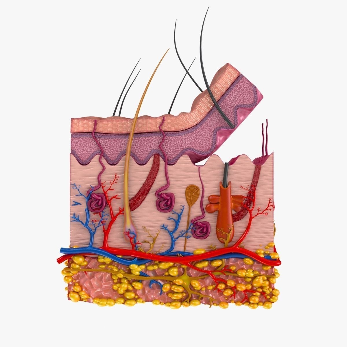 Skin Anatomy - High-Quality 3D Model - View 5