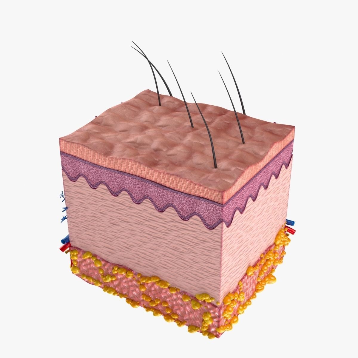 Skin Anatomy - High-Quality 3D Model - View 6