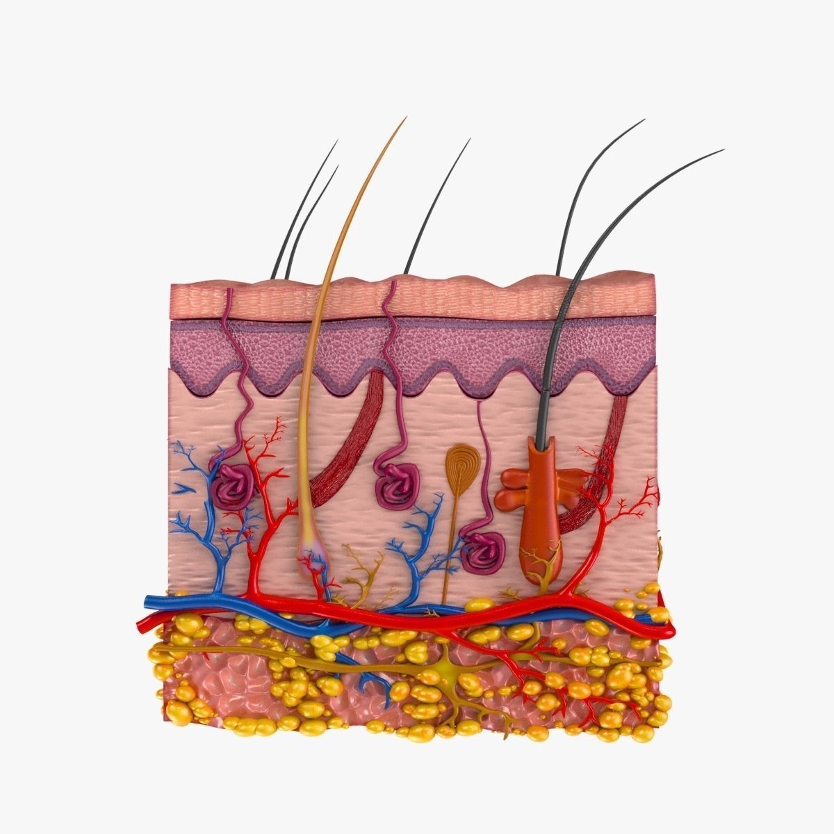 Skin Anatomy - High-Quality 3D Model - View 7