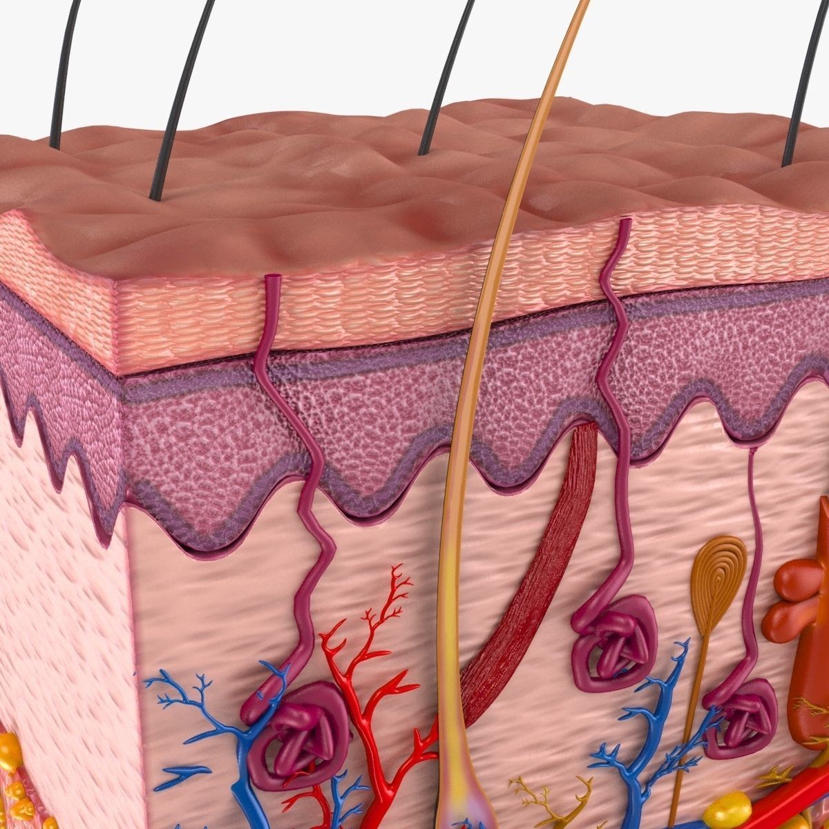 Skin Anatomy - High-Quality 3D Model - View 8