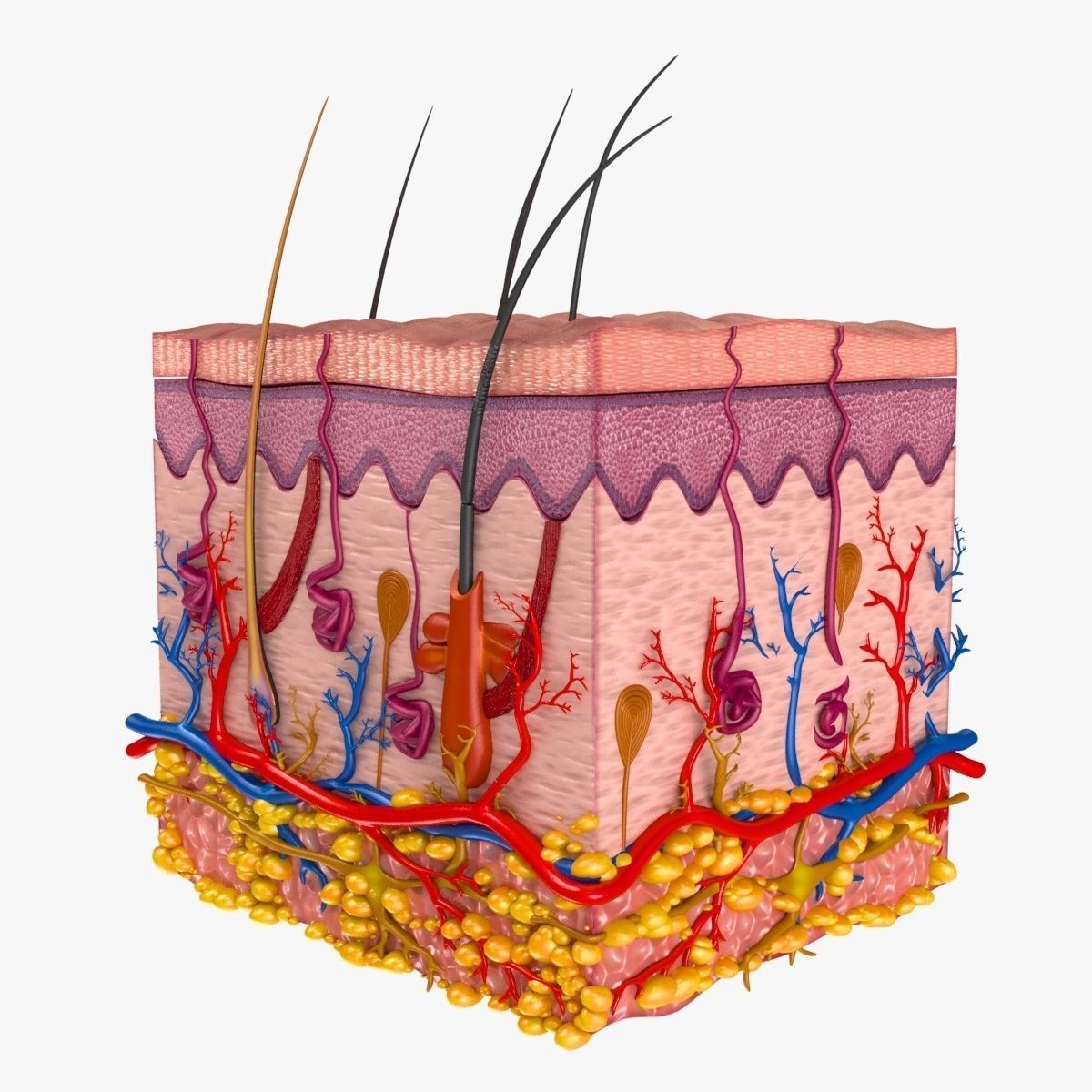 Skin Anatomy - High-Quality 3D Model - View 9