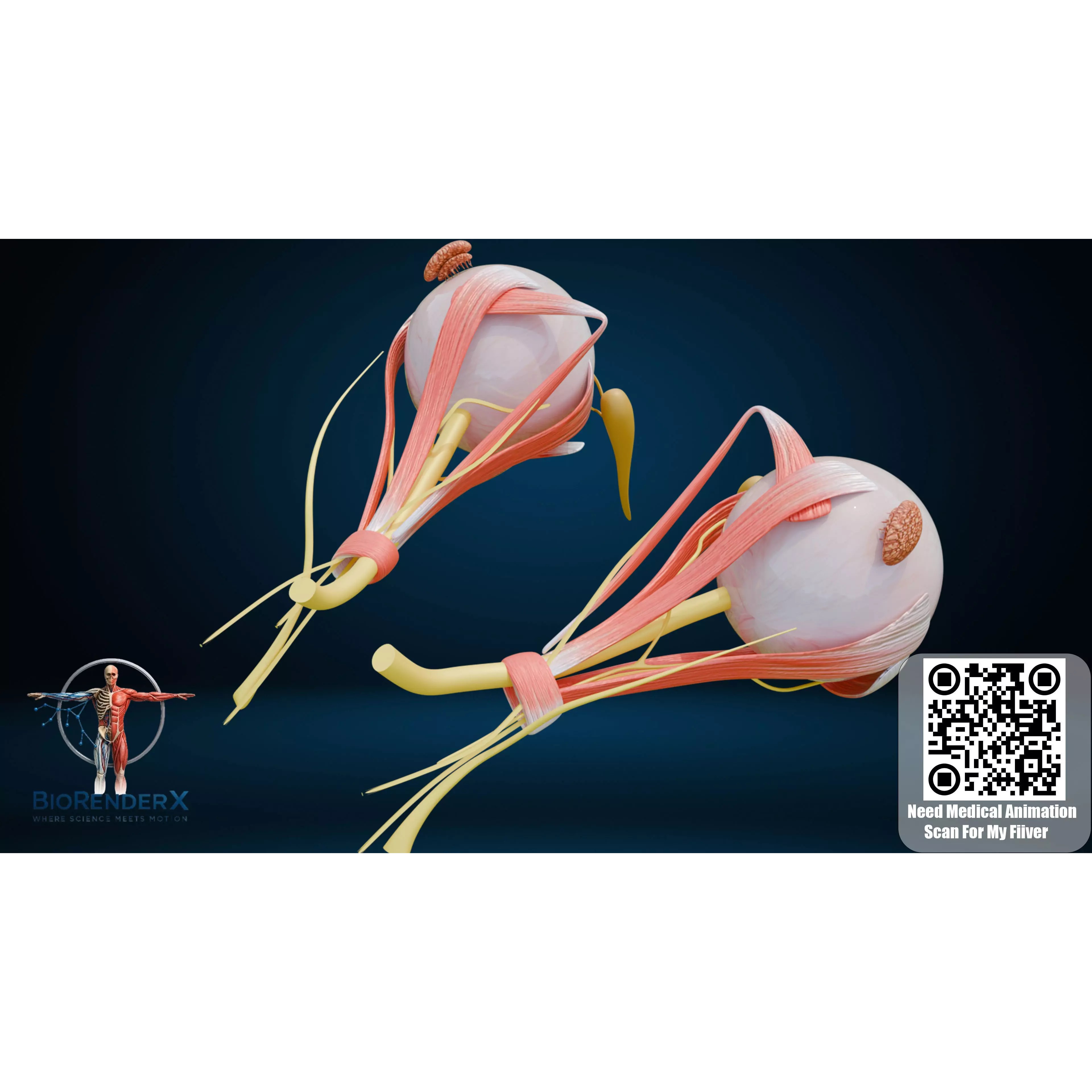 Human Eye Anatomy - Low-Poly 3D Model