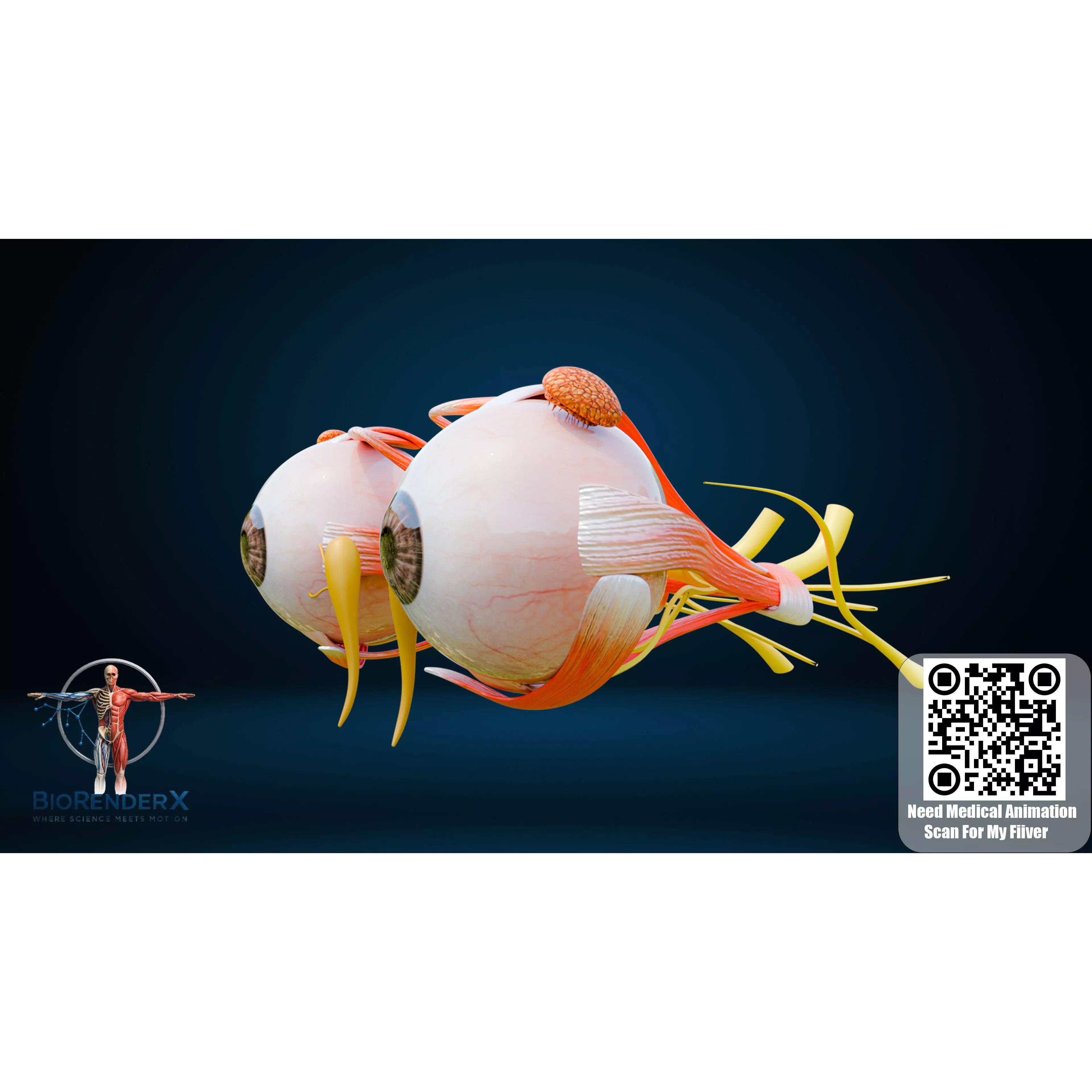 Human Eye Anatomy - Low-Poly 3D Model - View 12