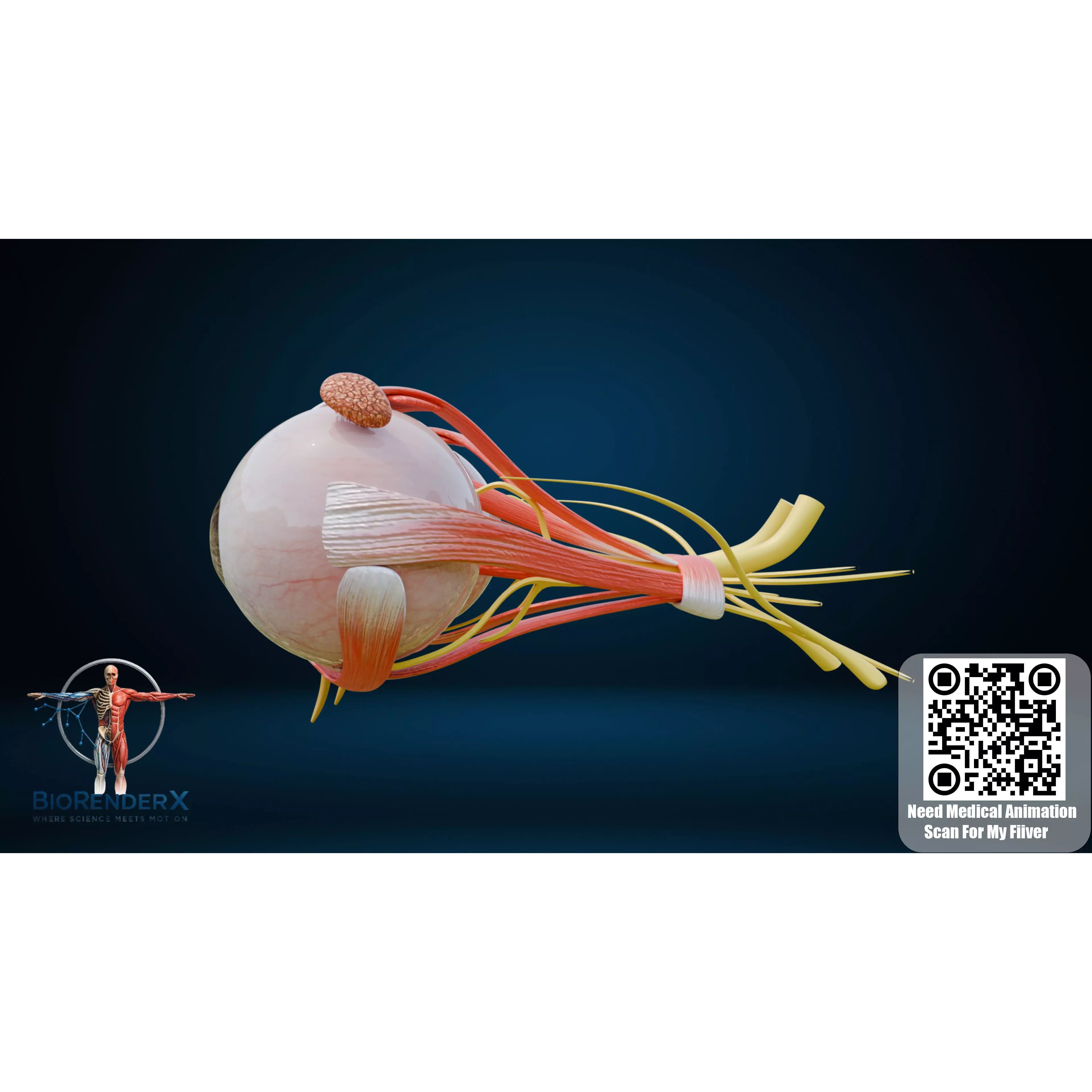 Human Eye Anatomy - Low-Poly 3D Model - View 13