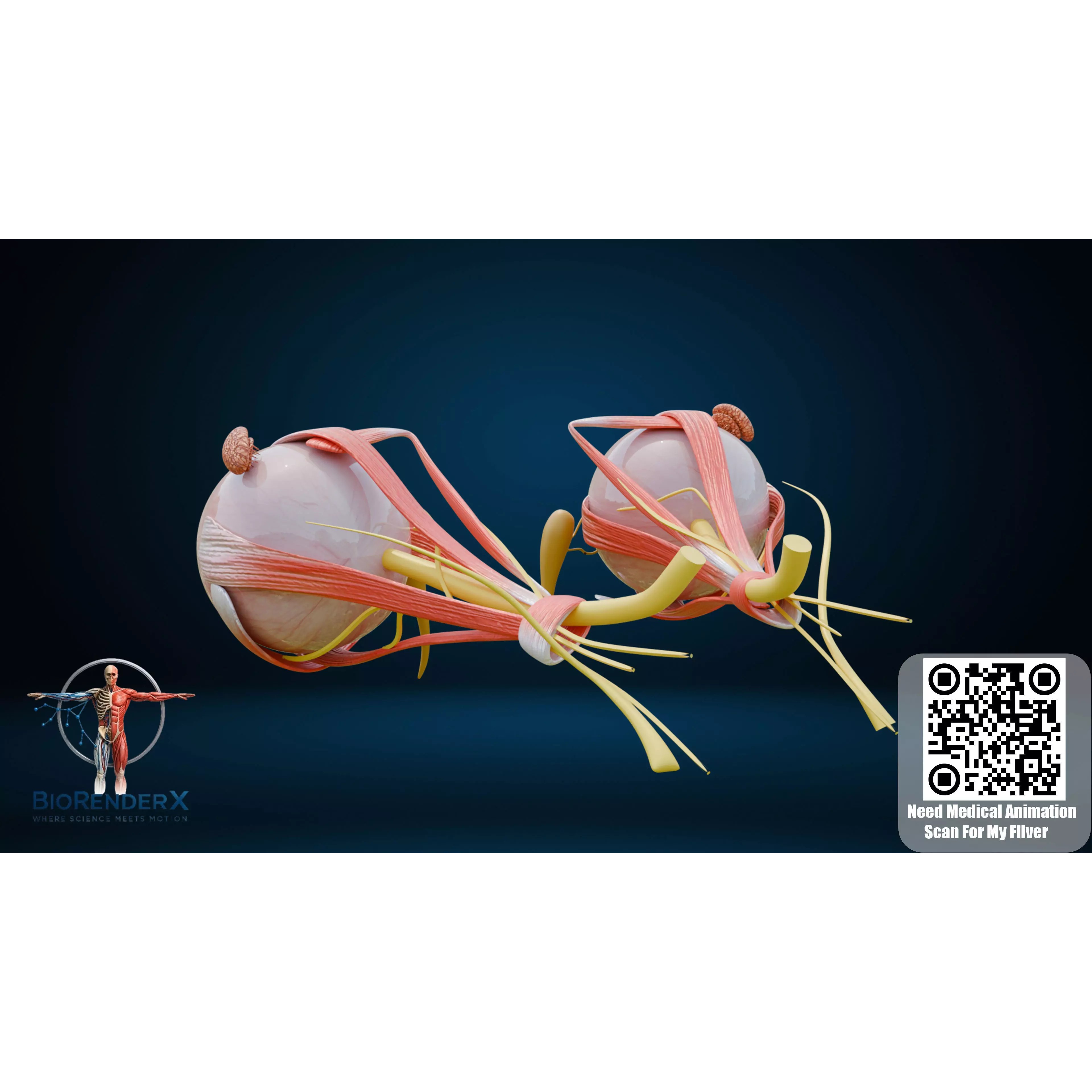 Human Eye Anatomy - Low-Poly 3D Model - View 14