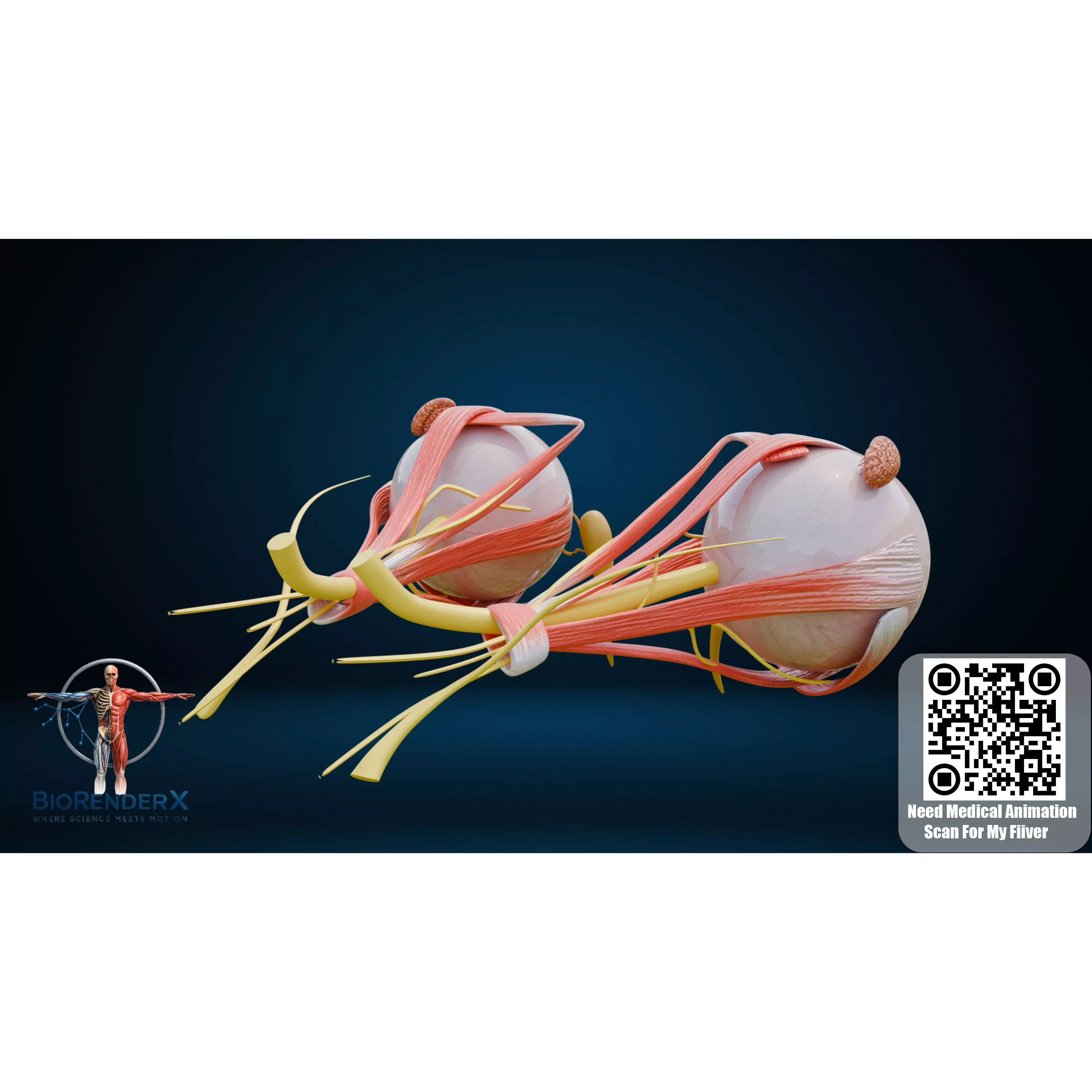 Human Eye Anatomy - Low-Poly 3D Model - View 15