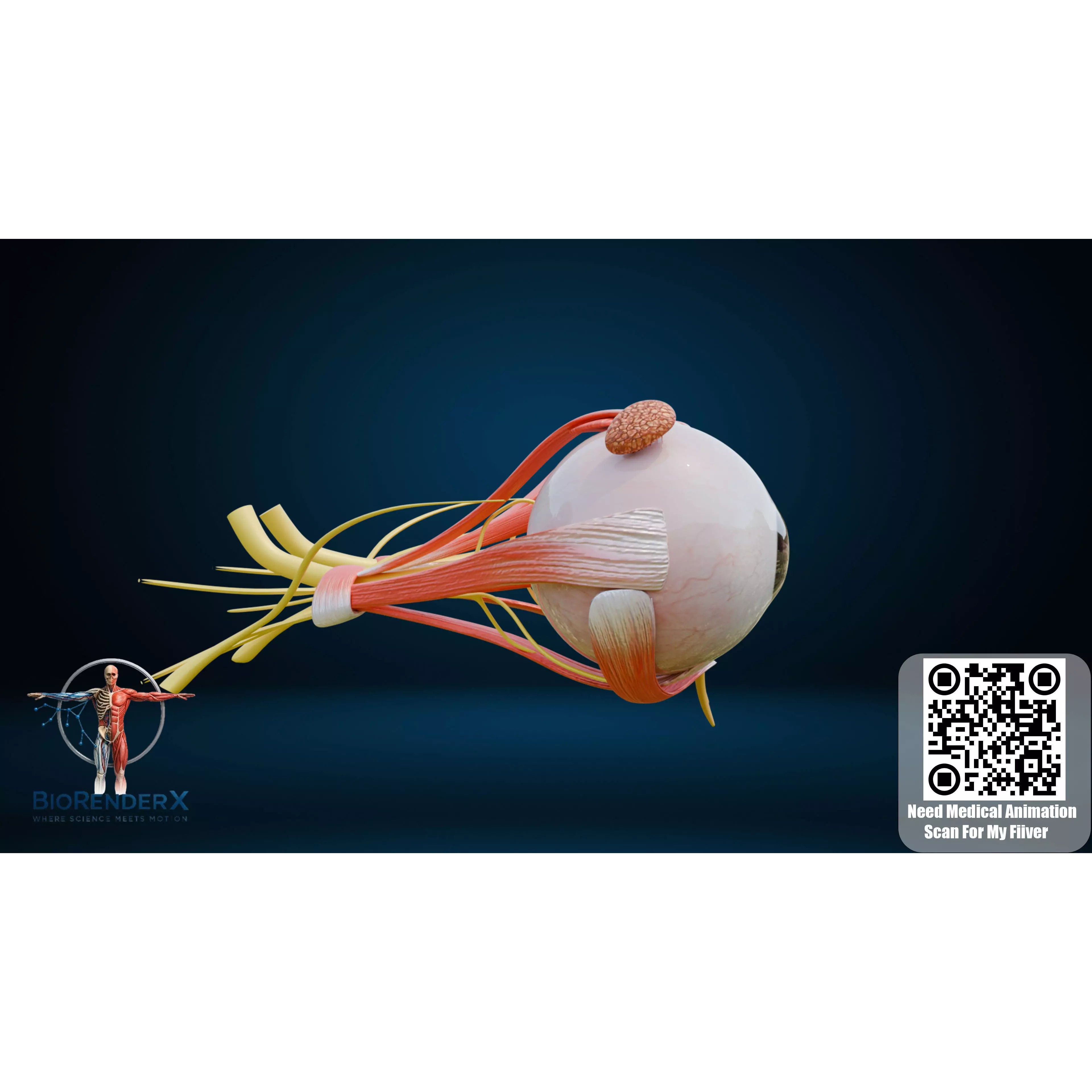 Human Eye Anatomy - Low-Poly 3D Model - View 16