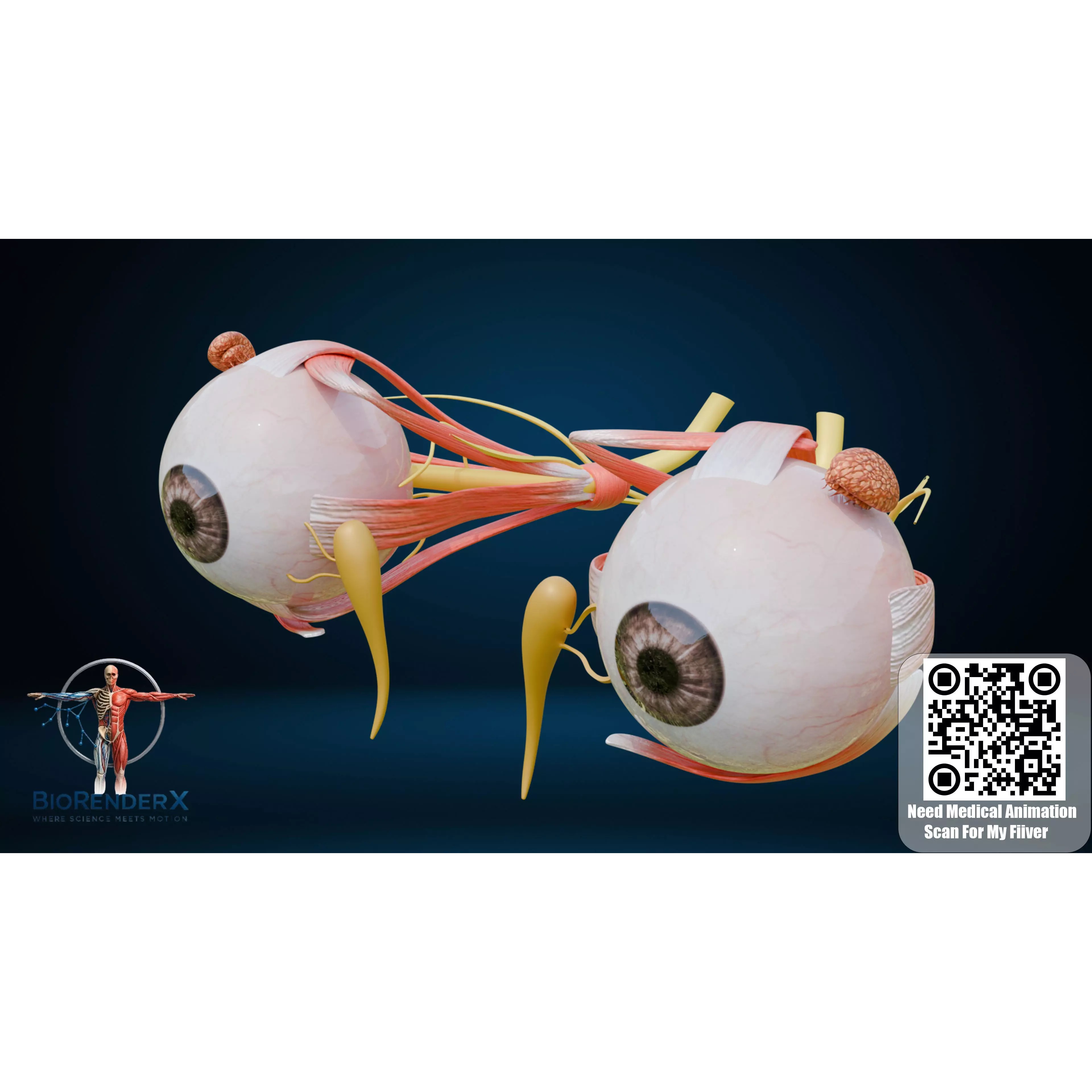 Human Eye Anatomy - Low-Poly 3D Model - View 2