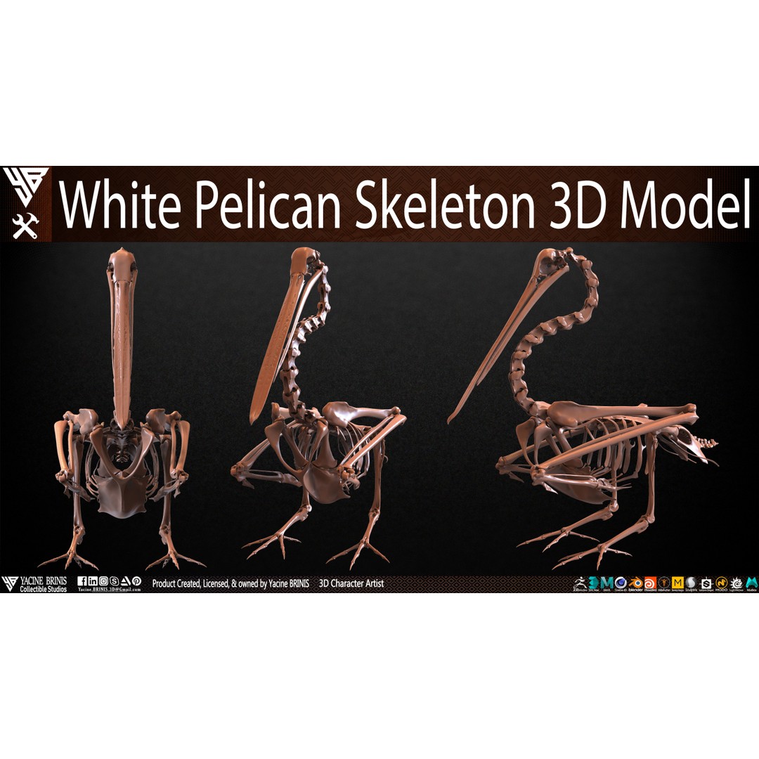 White Pelican Skeleton 3D Model – Low Poly Game Asset, FBX, OBJ