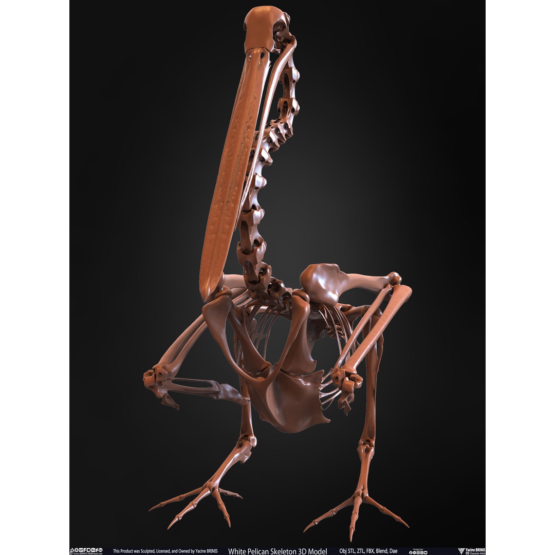 White Pelican Skeleton 3D Model – Low Poly Game Asset, FBX, OBJ - View 10