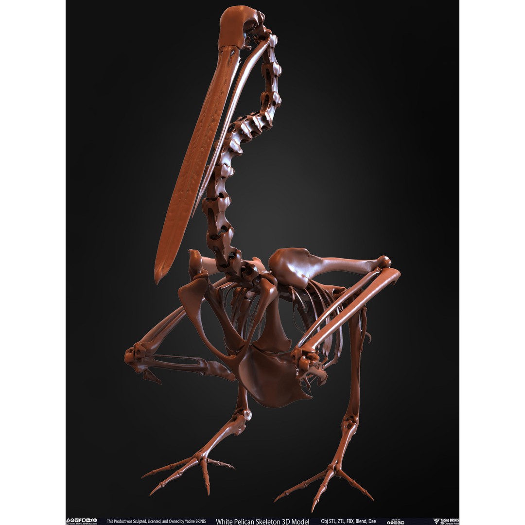 White Pelican Skeleton 3D Model – Low Poly Game Asset, FBX, OBJ - View 11