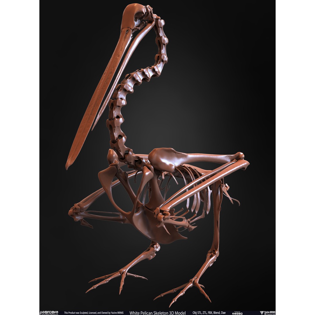 White Pelican Skeleton 3D Model – Low Poly Game Asset, FBX, OBJ - View 12
