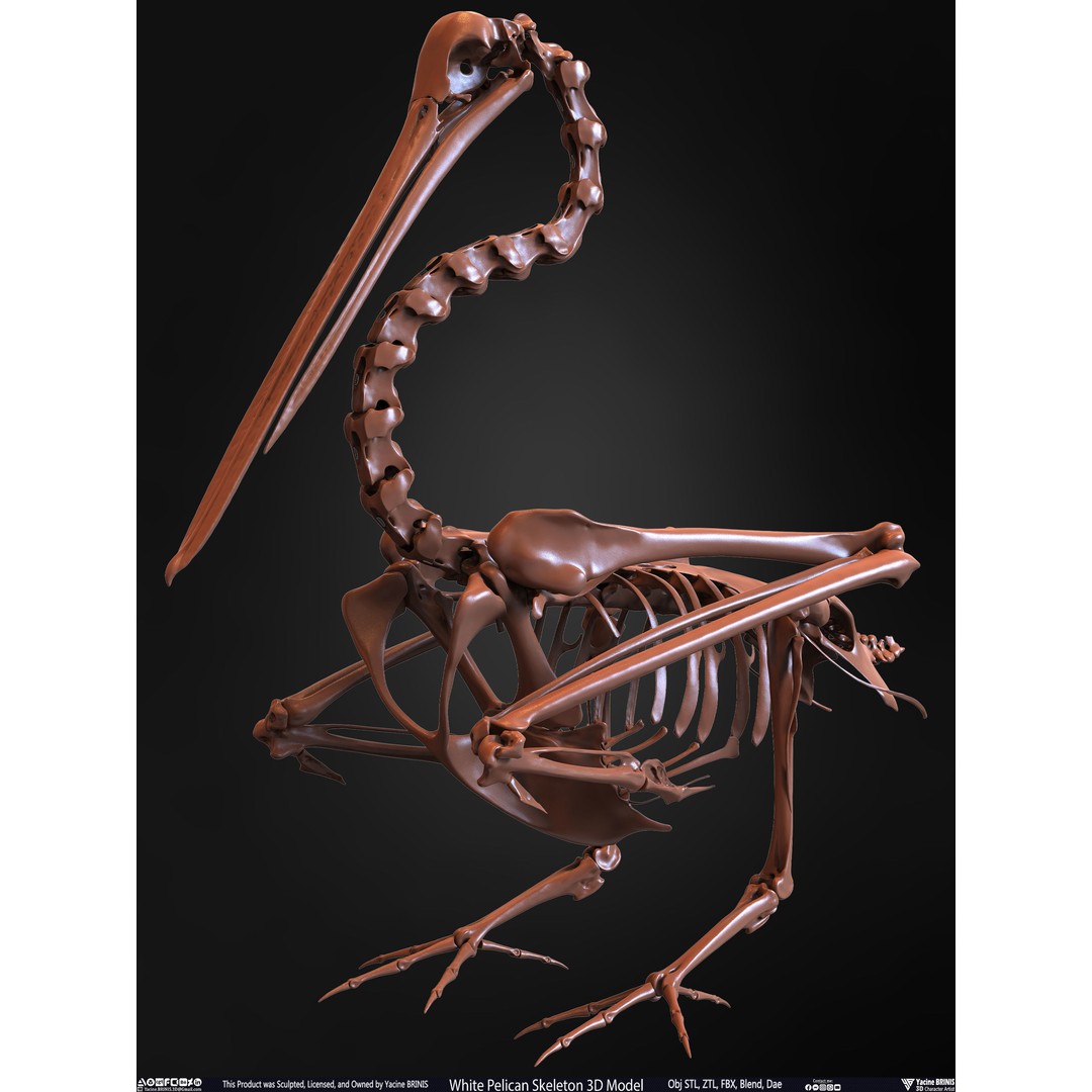 White Pelican Skeleton 3D Model – Low Poly Game Asset, FBX, OBJ - View 13