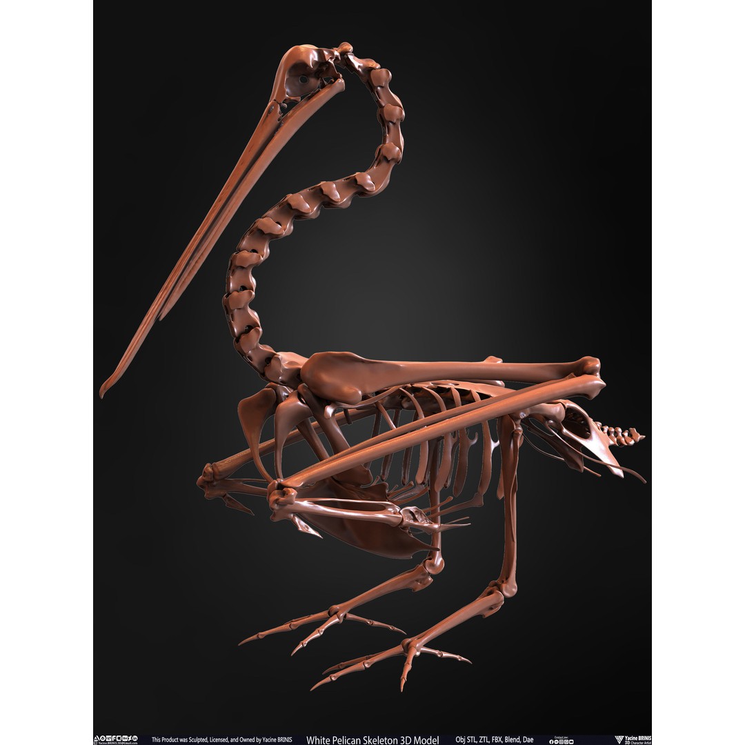 White Pelican Skeleton 3D Model – Low Poly Game Asset, FBX, OBJ - View 14