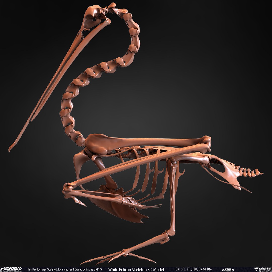 White Pelican Skeleton 3D Model – Low Poly Game Asset, FBX, OBJ - View 15