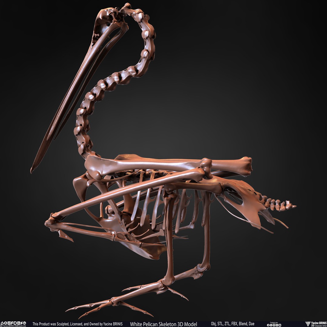White Pelican Skeleton 3D Model – Low Poly Game Asset, FBX, OBJ - View 16