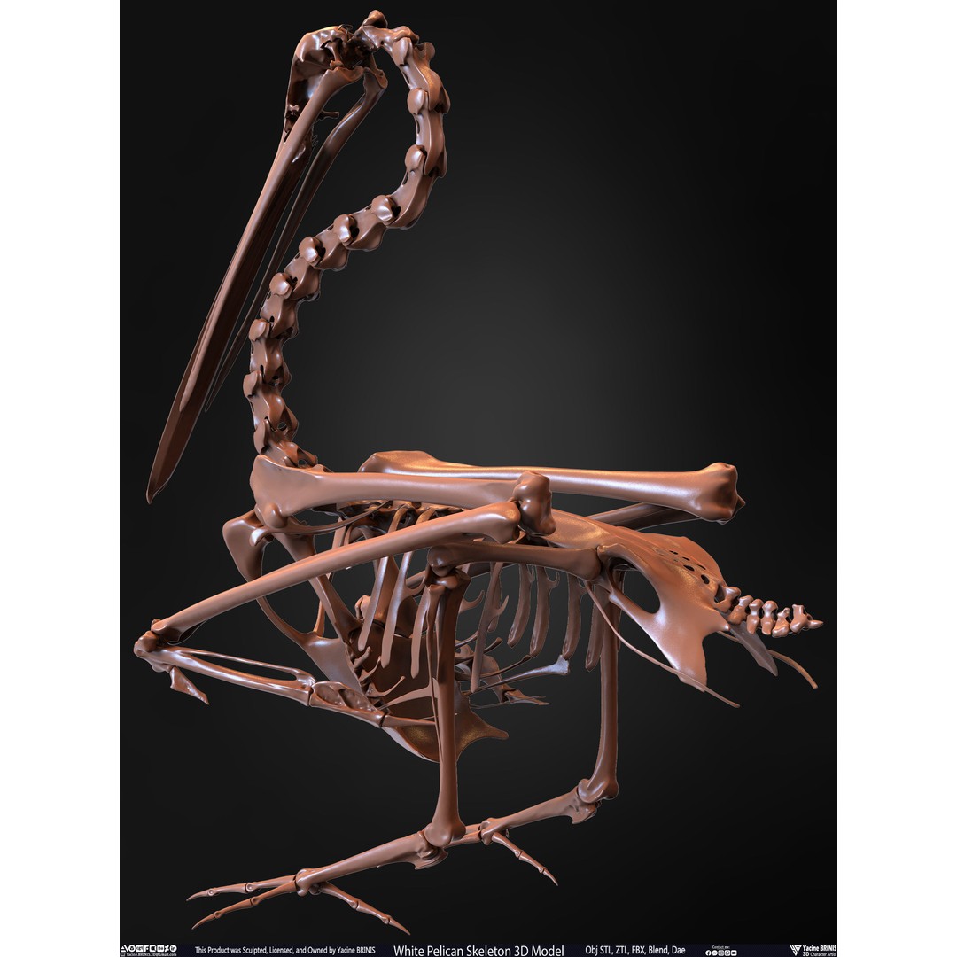 White Pelican Skeleton 3D Model – Low Poly Game Asset, FBX, OBJ - View 17