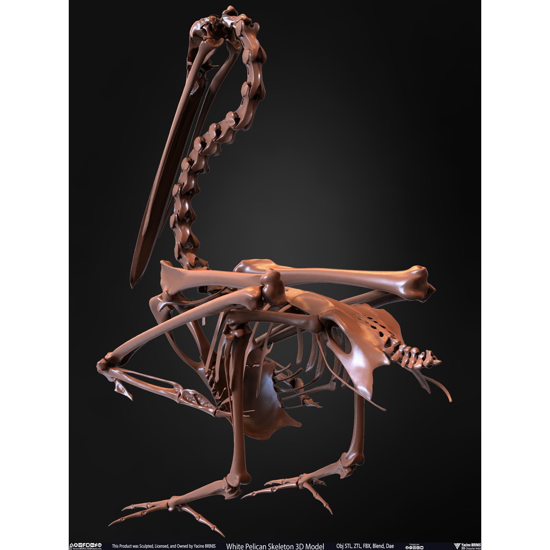 White Pelican Skeleton 3D Model – Low Poly Game Asset, FBX, OBJ - View 18