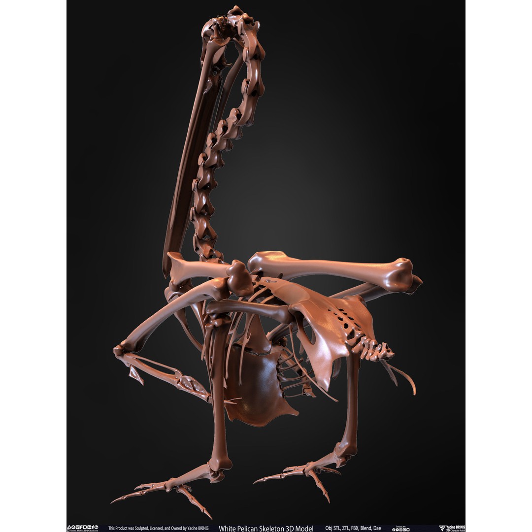 White Pelican Skeleton 3D Model – Low Poly Game Asset, FBX, OBJ - View 19